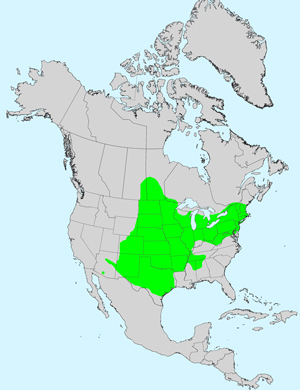 White Heath Aster, Symphyotrichum ericoides var. ericoides: Click image for full size map